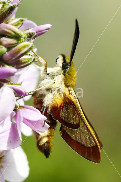 Glasvleugelpijlstaart (Hemaris fuciformis)