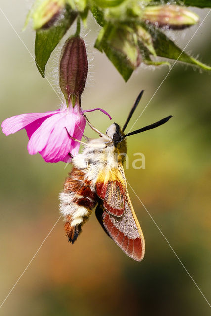 Broad-bordered Bee Hawk-moth (Hemaris fuciformis)