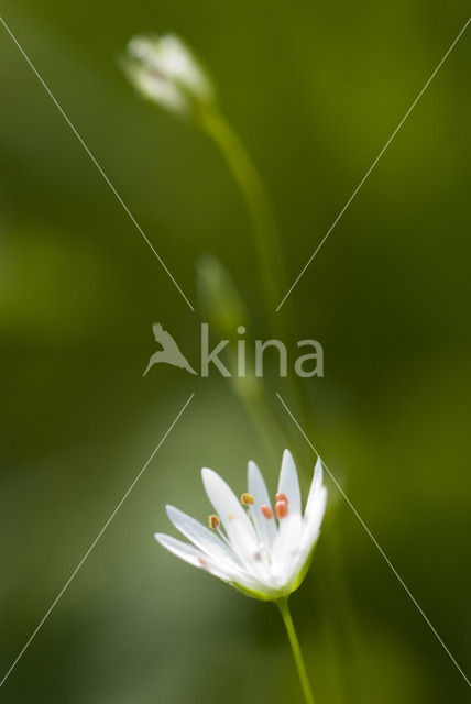 Grasmuur (Stellaria graminea)