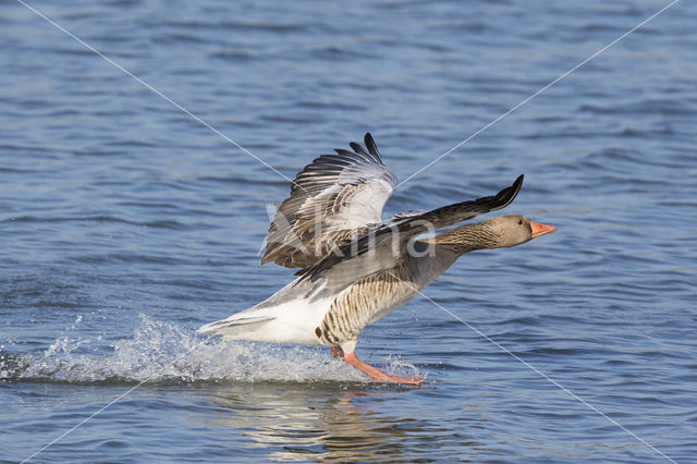 Grauwe Gans (Anser anser)