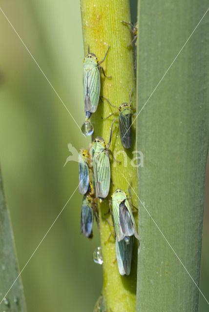 Cicadella viridis