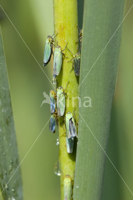 Groene Cicade (Cicadella viridis)