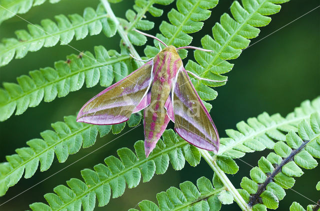 Groot avondrood (Deilephila elpenor)