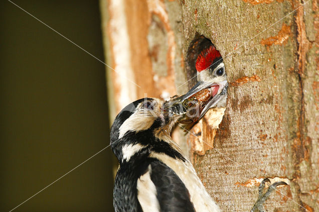 Grote Bonte Specht (Dendrocopos major)