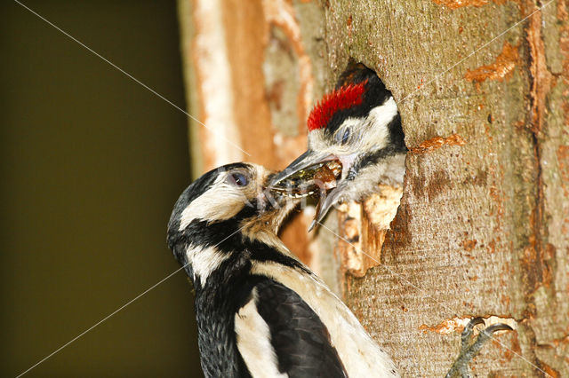 Grote Bonte Specht (Dendrocopos major)