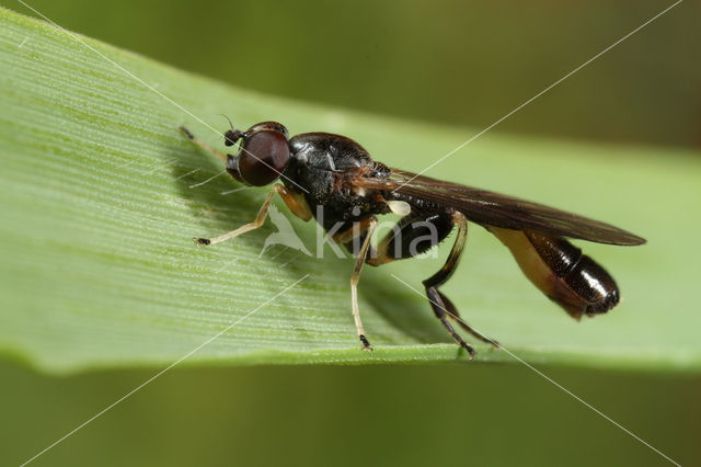 Grote Bronzwever (Sphegina sibirica)