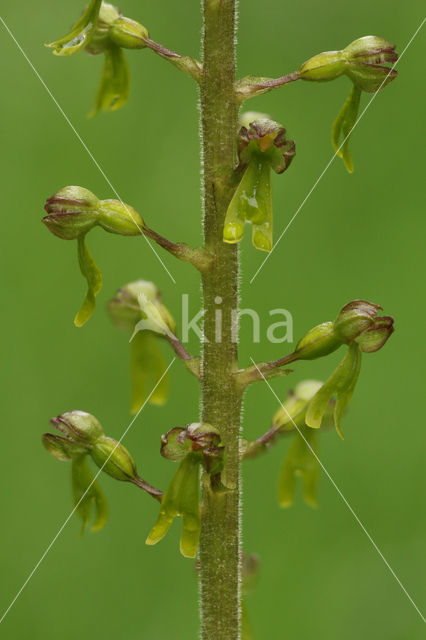 Grote keverorchis (Neottia ovata