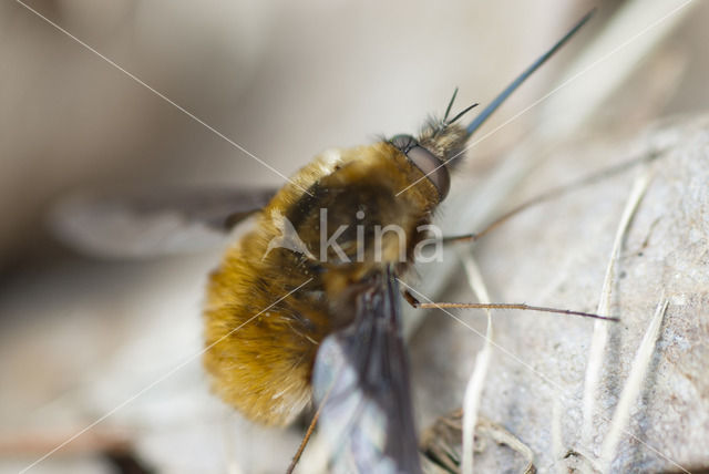 Grote Wolzwever (Bombylius major)