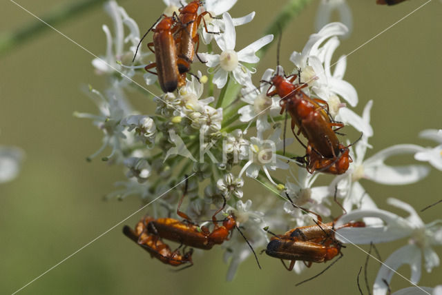 Heipaalkever (Nacerdes melanura)