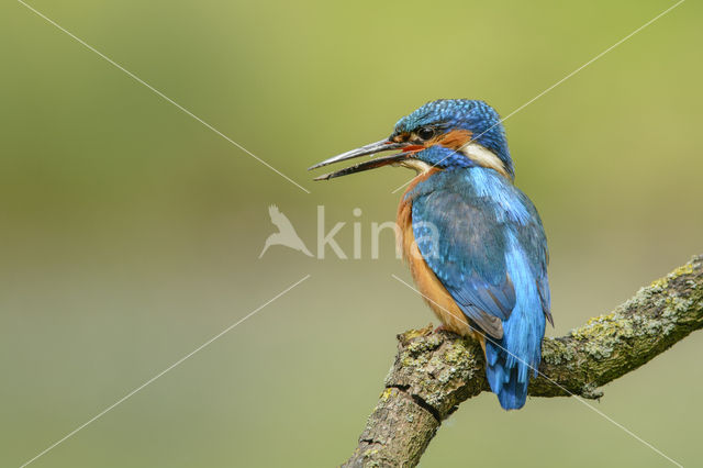 IJsvogel (Alcedo atthis)