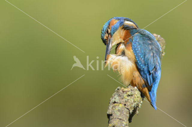 IJsvogel (Alcedo atthis)