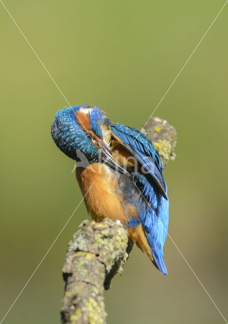 IJsvogel (Alcedo atthis)