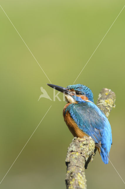 IJsvogel (Alcedo atthis)