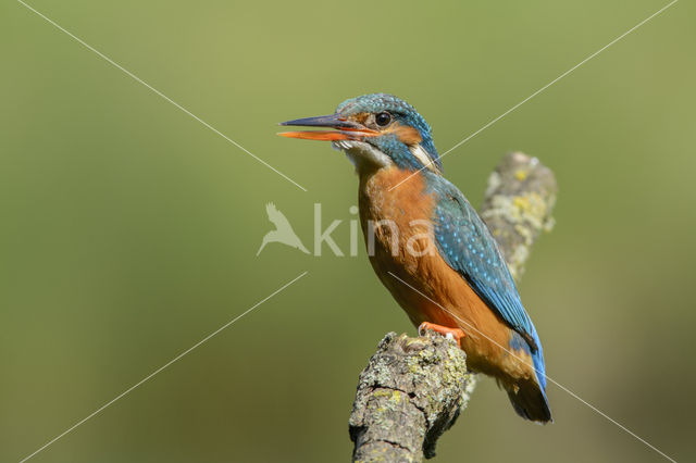 IJsvogel (Alcedo atthis)