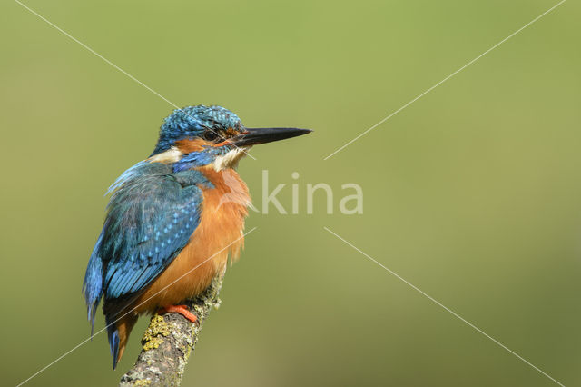 IJsvogel (Alcedo atthis)