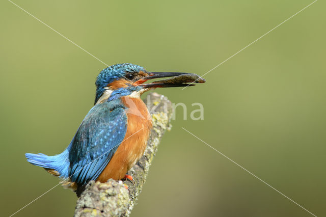 IJsvogel (Alcedo atthis)