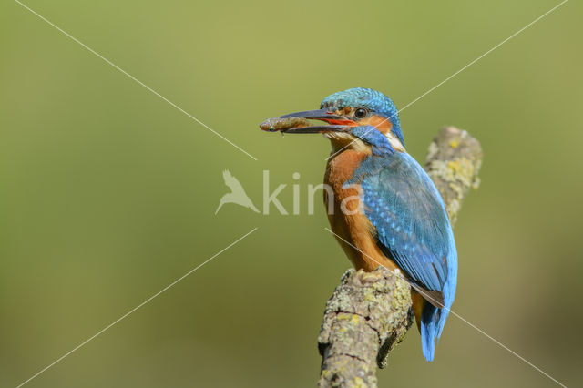 IJsvogel (Alcedo atthis)