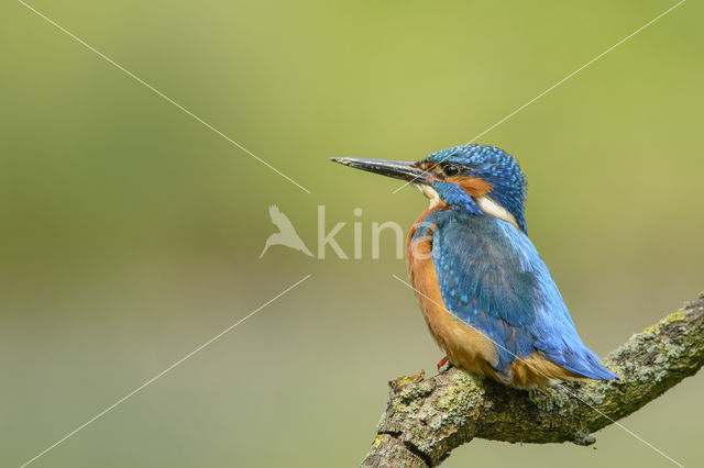 IJsvogel (Alcedo atthis)