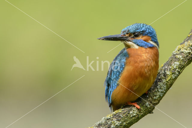 IJsvogel (Alcedo atthis)