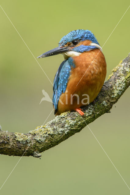 IJsvogel (Alcedo atthis)