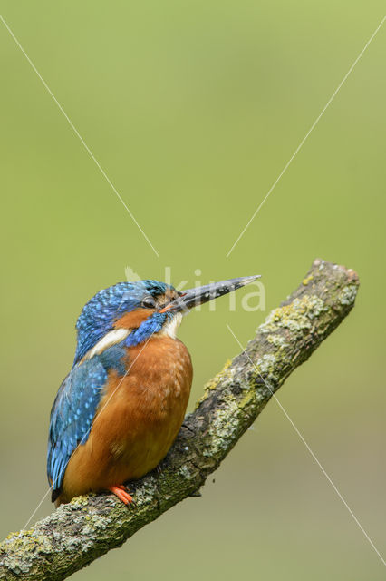 IJsvogel (Alcedo atthis)