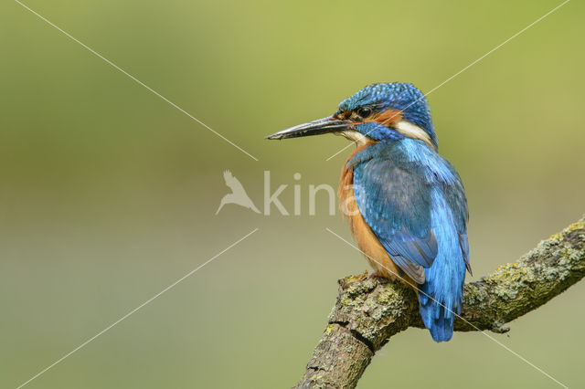 IJsvogel (Alcedo atthis)