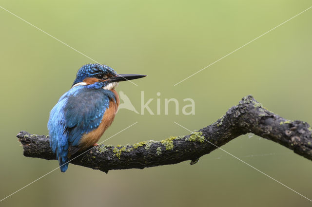 IJsvogel (Alcedo atthis)