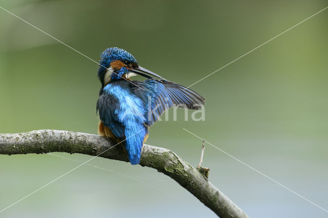 IJsvogel (Alcedo atthis)