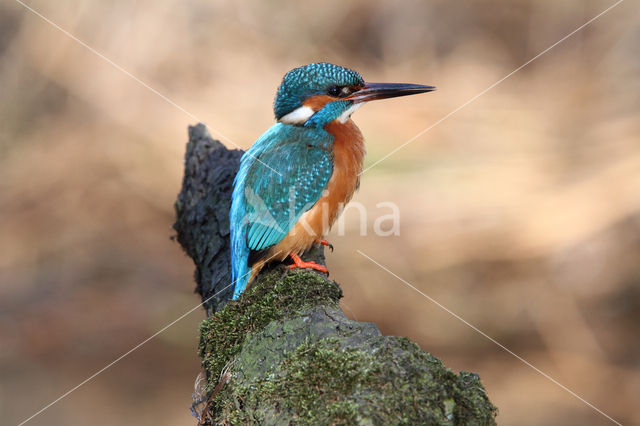 IJsvogel (Alcedo atthis)