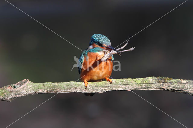 IJsvogel (Alcedo atthis)