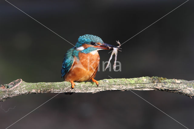 IJsvogel (Alcedo atthis)