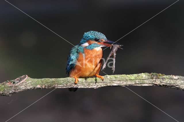 IJsvogel (Alcedo atthis)