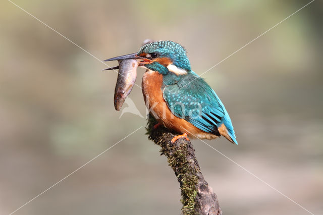 IJsvogel (Alcedo atthis)