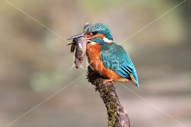 IJsvogel (Alcedo atthis)