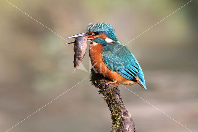 IJsvogel (Alcedo atthis)