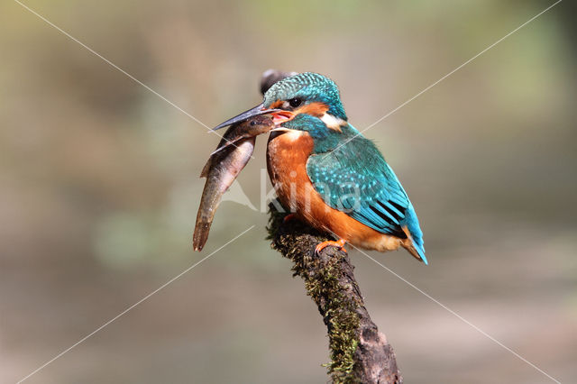 IJsvogel (Alcedo atthis)