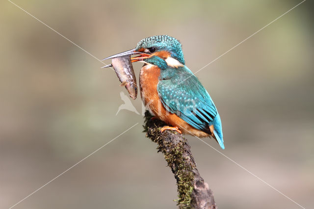 IJsvogel (Alcedo atthis)