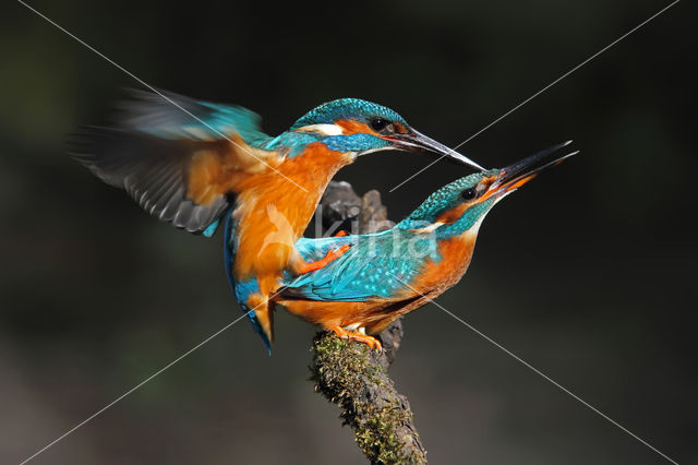 IJsvogel (Alcedo atthis)