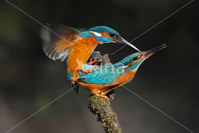 IJsvogel (Alcedo atthis)