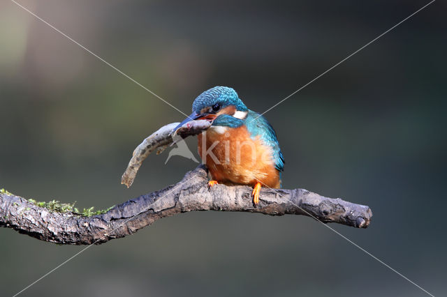 IJsvogel (Alcedo atthis)