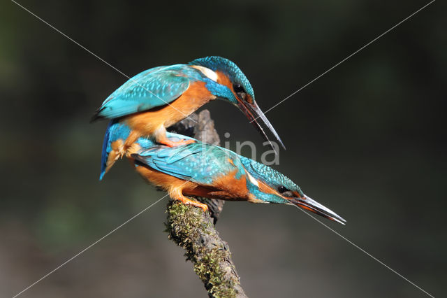 IJsvogel (Alcedo atthis)