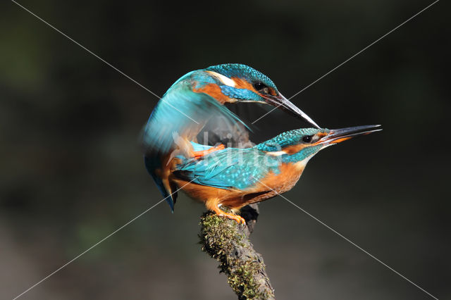 IJsvogel (Alcedo atthis)