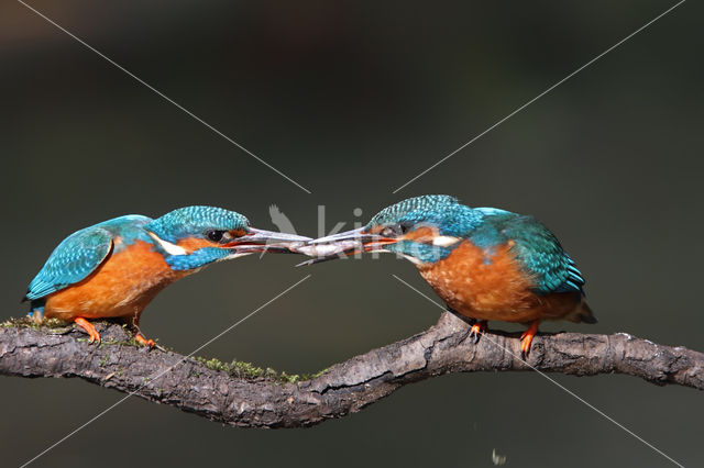 IJsvogel (Alcedo atthis)