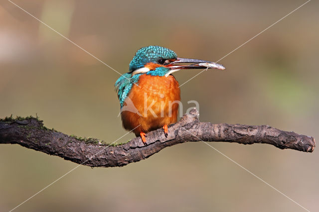 IJsvogel (Alcedo atthis)