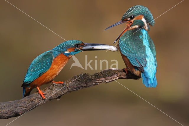 IJsvogel (Alcedo atthis)