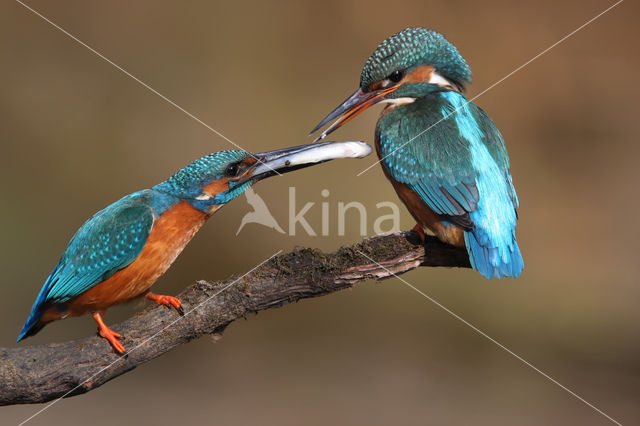 IJsvogel (Alcedo atthis)