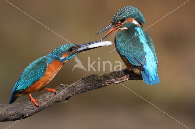 IJsvogel (Alcedo atthis)