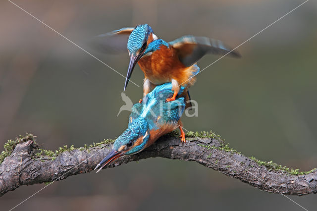 IJsvogel (Alcedo atthis)