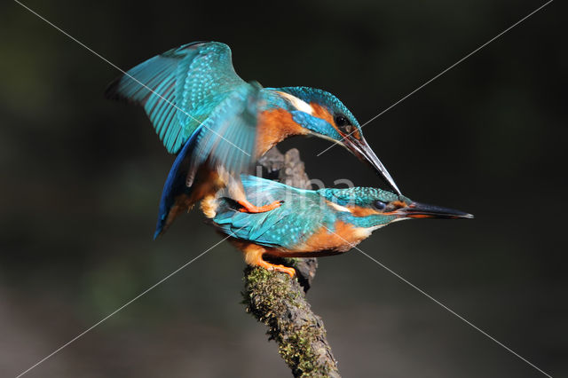 IJsvogel (Alcedo atthis)