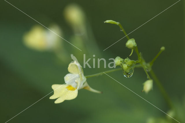 Small Balsam (Impatiens parviflora)